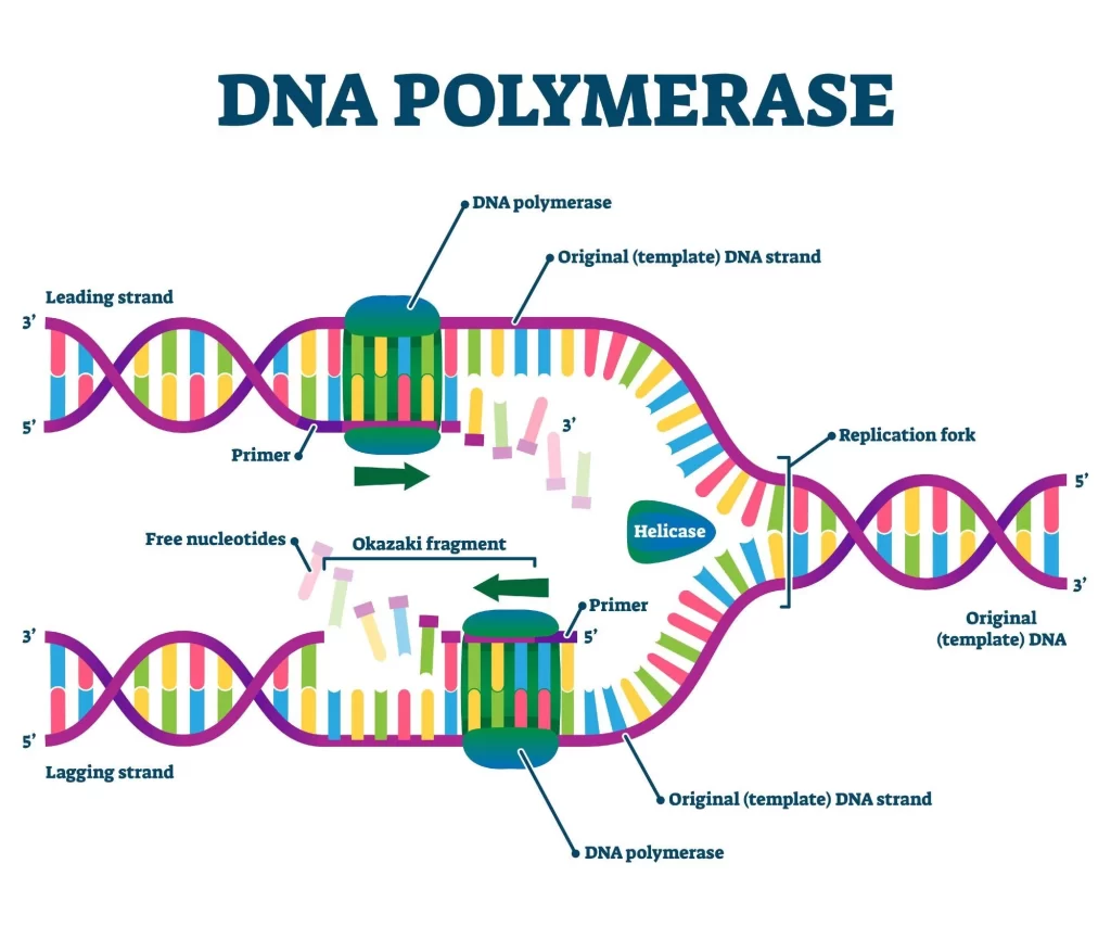 آنزيم DNA پلیمراز