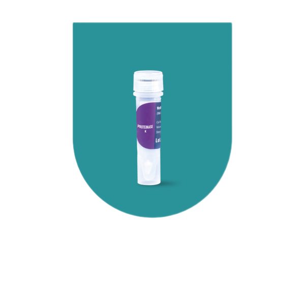 پروتئیناز K