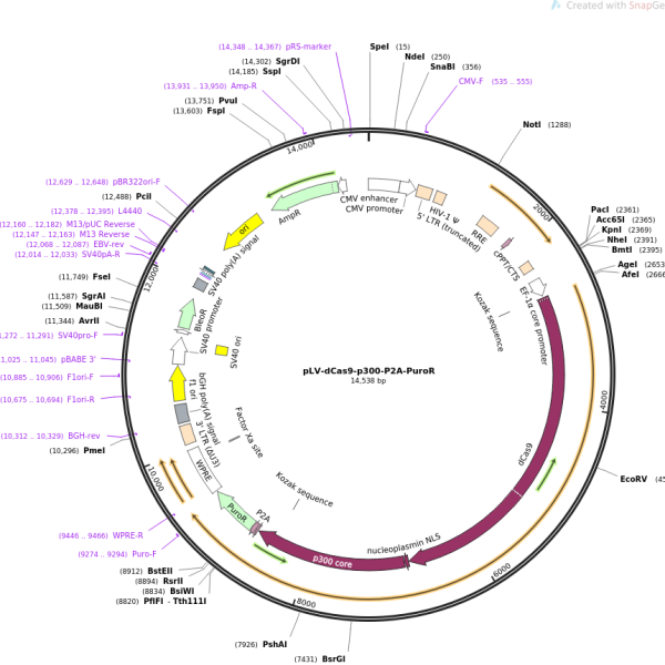 پلاسمید Plv-dcas9-p300-P2A-PuroR