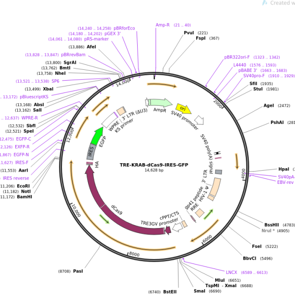پلاسمید TRE-KRAB-dcas9-IRES-GFP