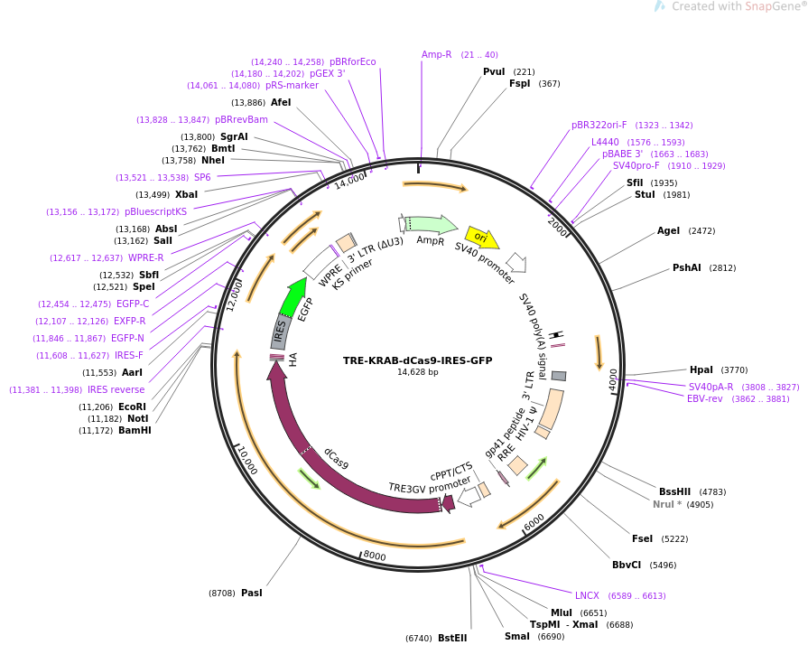 پلاسمید TRE-KRAB-dcas9-IRES-GFP