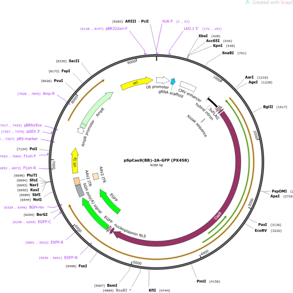 پلاسمید pX458