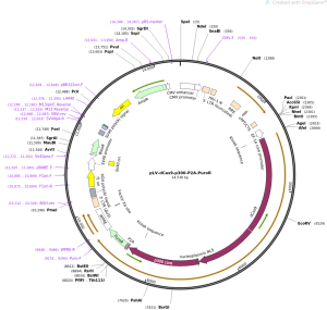پلاسمید Plv-dcas9-p300-P2A-PuroR
