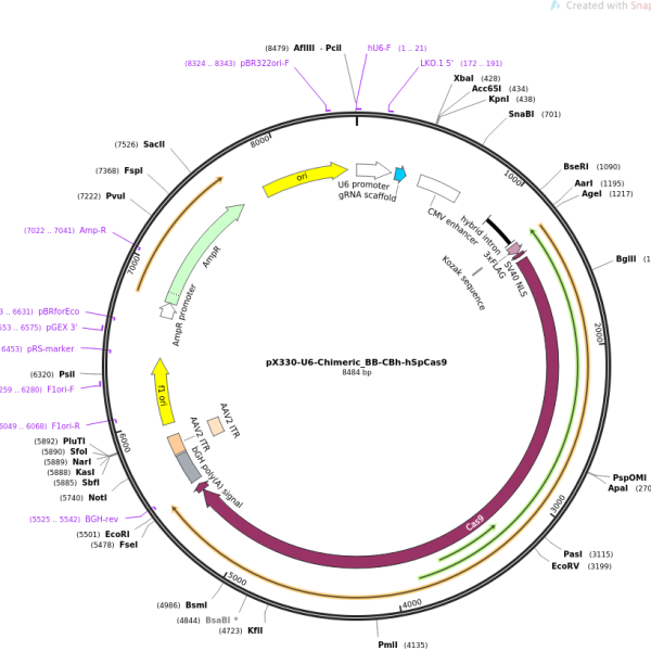 پلاسمید Px330