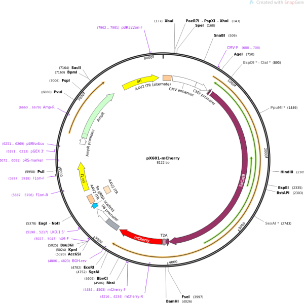 پلاسمید pX601-mCherry