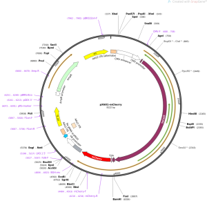 پلاسمید pX601-mCherry